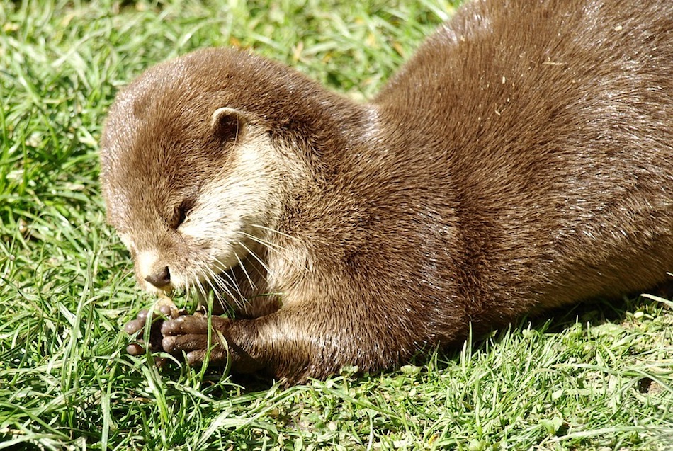 Lutrinae Otter Eat Swimmer