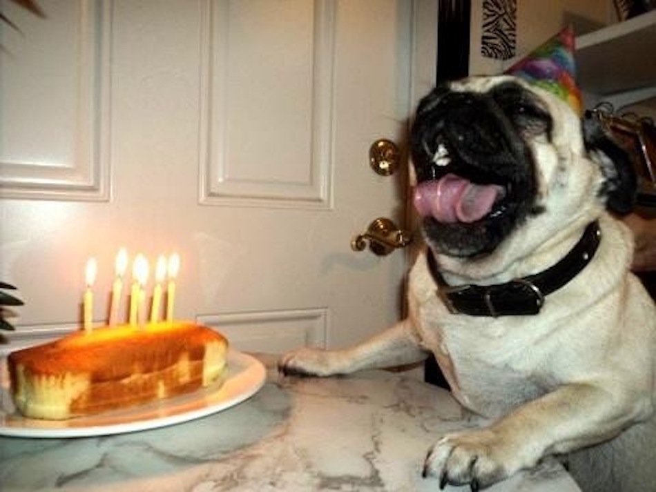 happiest-pug.jpg