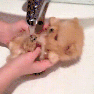 happy-bath.gif happy-bath.gif