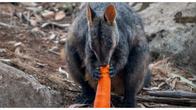 happy customer feature