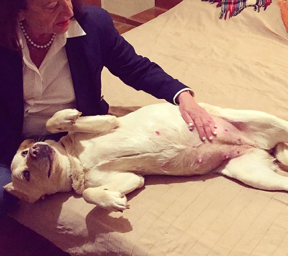 happy-dog.jpg