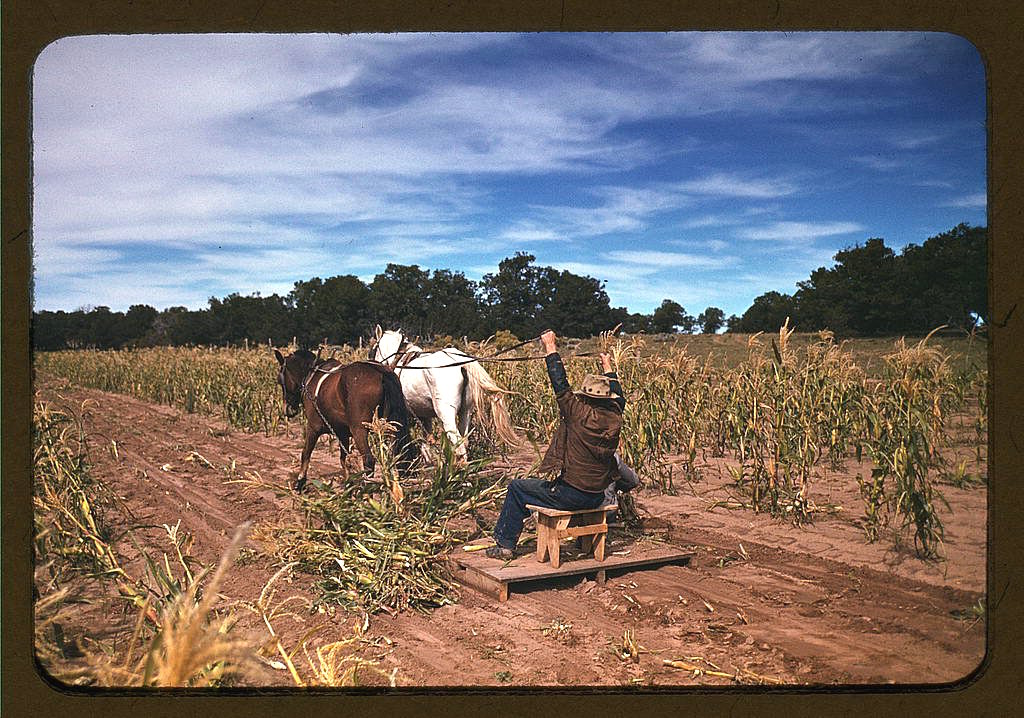 harvesting-new-corn-from-the-field-of-jim-norris-in-pie-town-new-mexico-in-late-1940.jpg