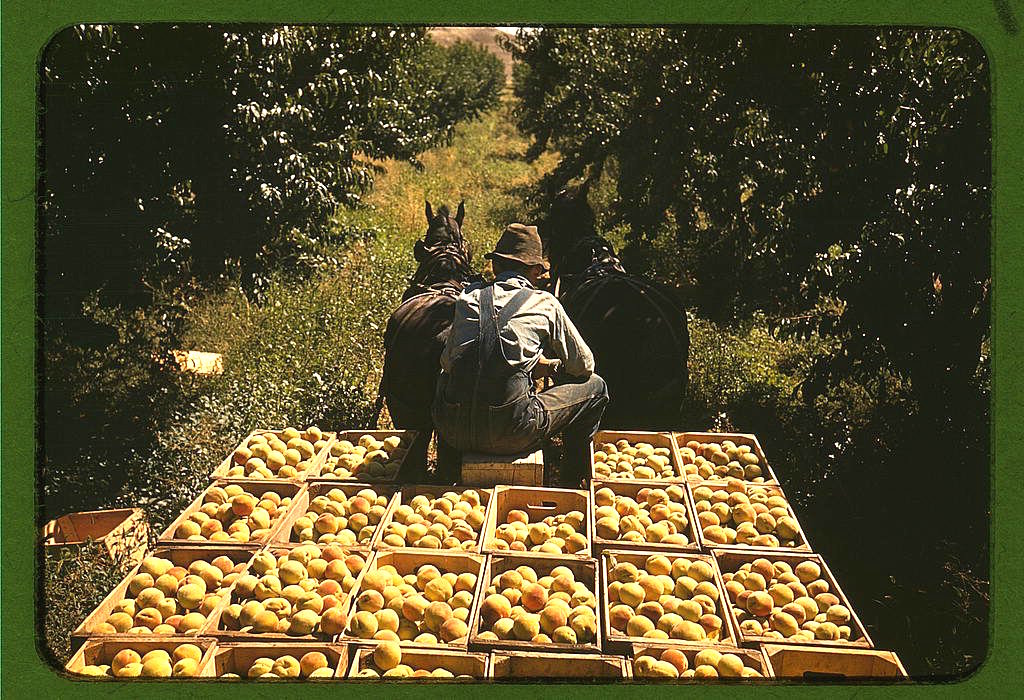 hauling-crates-of-peaches-from-the-orchard-to-the-shipping-shed-delta-county-colorado-in-late-1940.jpg