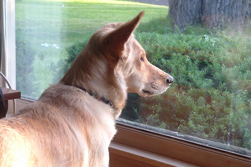 heartbroken-dog-stares-for-hours-out-the-window-then-a-note-appeared-with-the-sweetest-message-2-120460.jpg heartbroken-dog-stares-for-hours-out-the-window-then-a-note-appeared-with-the-sweetest-message-2-120460.jpg