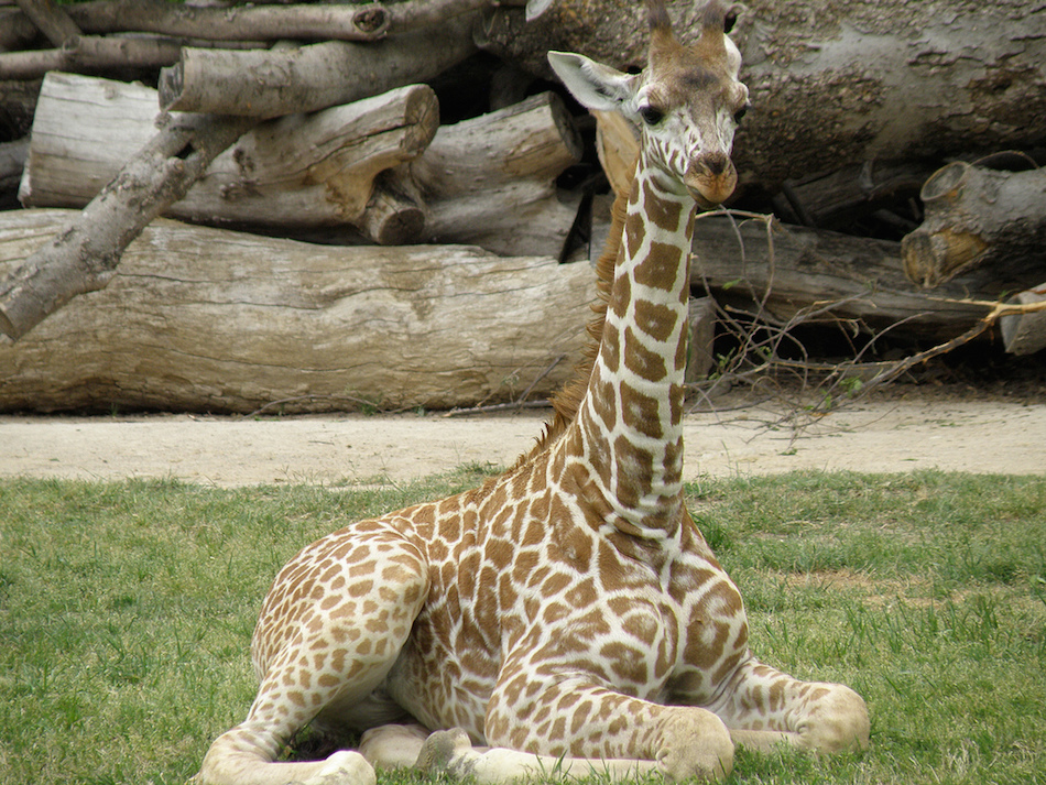 heavy-baby-giraffe.jpg