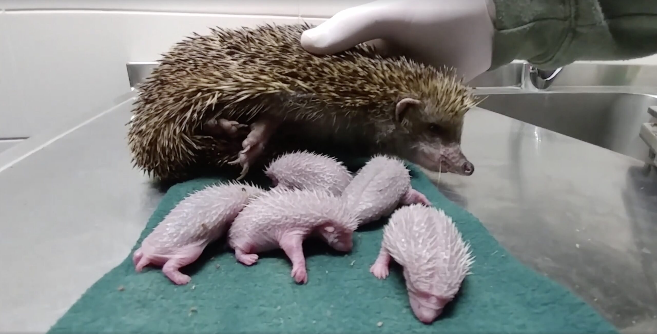 hedgehog-and-babies.jpg