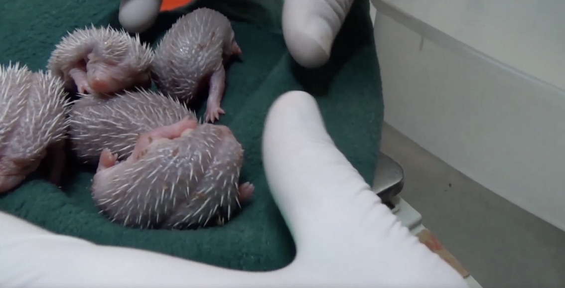 hedgehog-babes.jpg