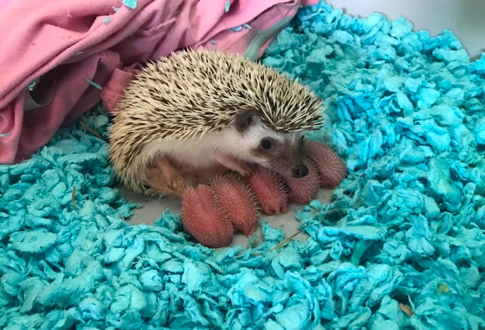 hedgehog-babies.jpg hedgehog-babies.jpg