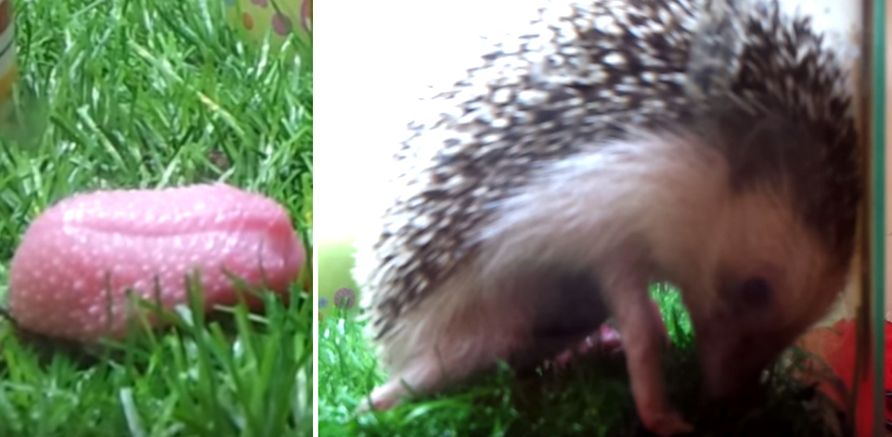 hedgehog