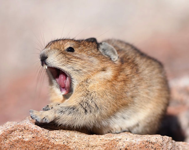 Pika Yawning on Mt Evans