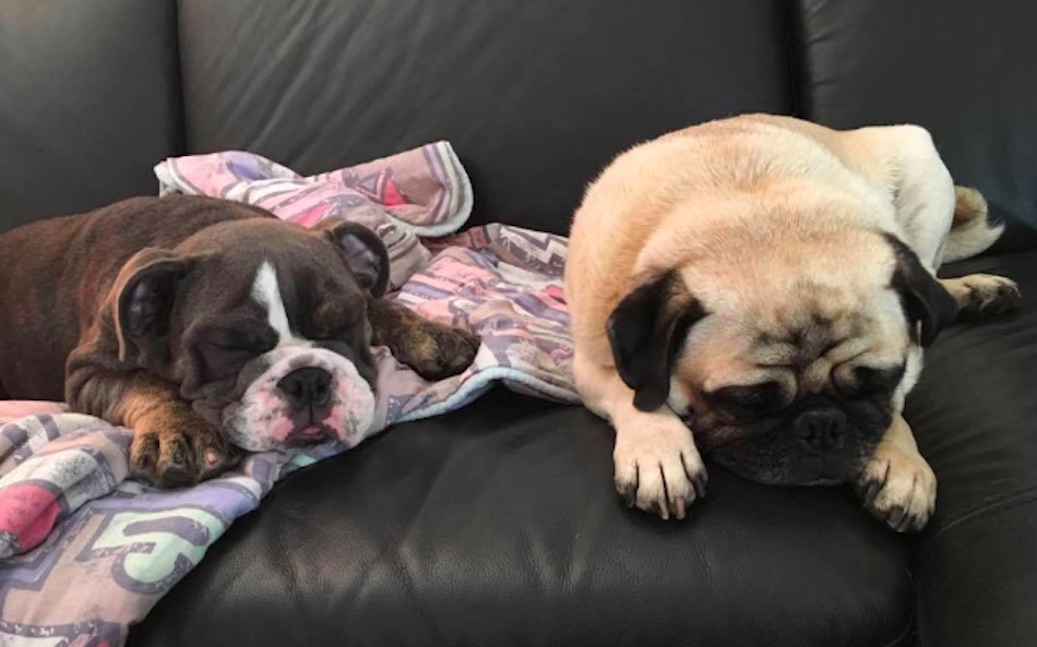 heli-dogs.jpg heli-dogs.jpg