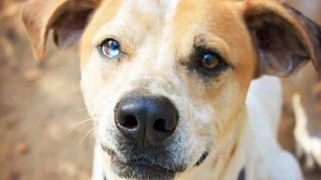 henry dog tinder