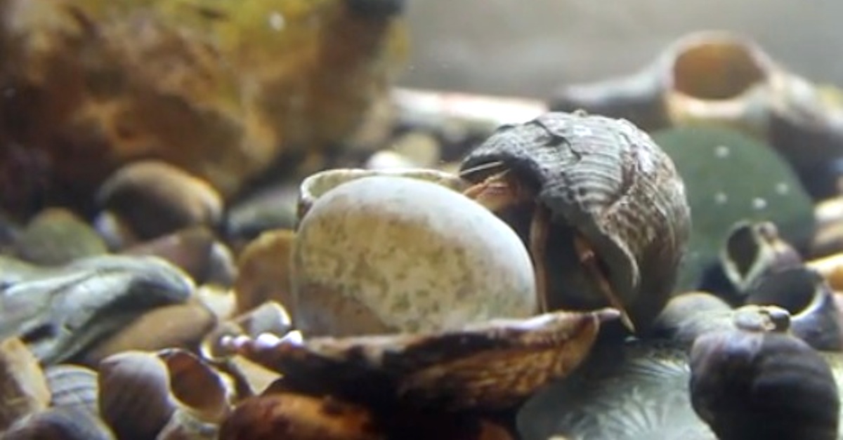 hermit crab changes shell