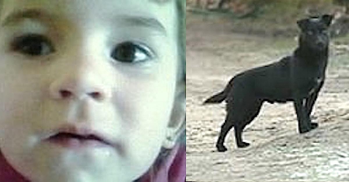 hero dog missing girl