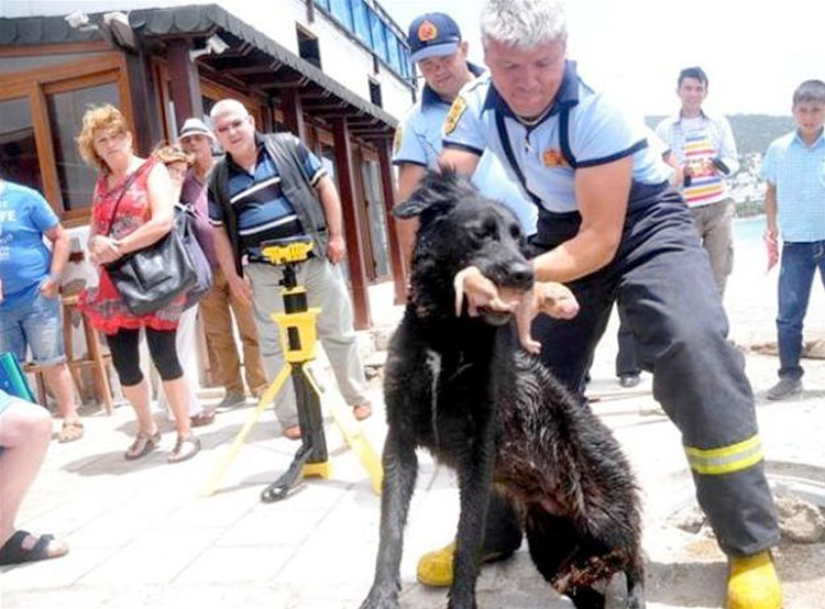 heroic-dog-and-pup.jpg