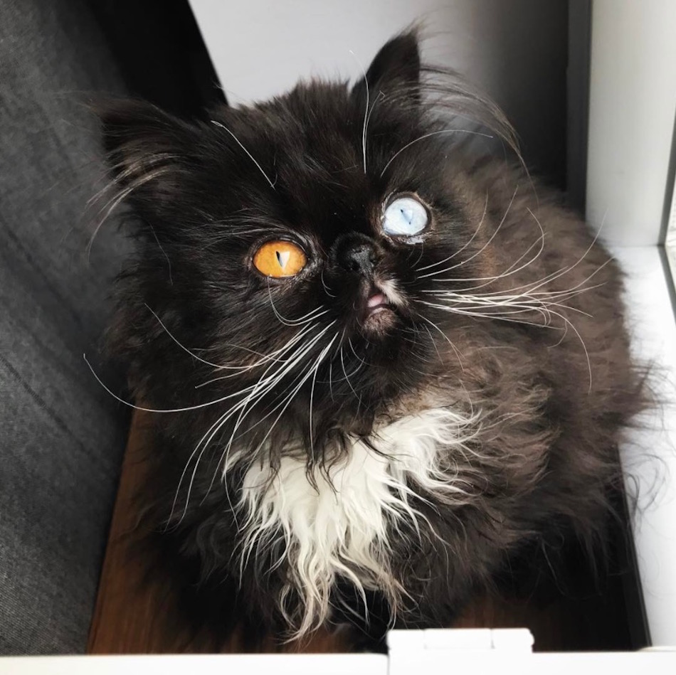 heterochromia-persian.jpg