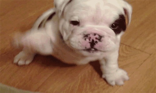hifivepup.gif