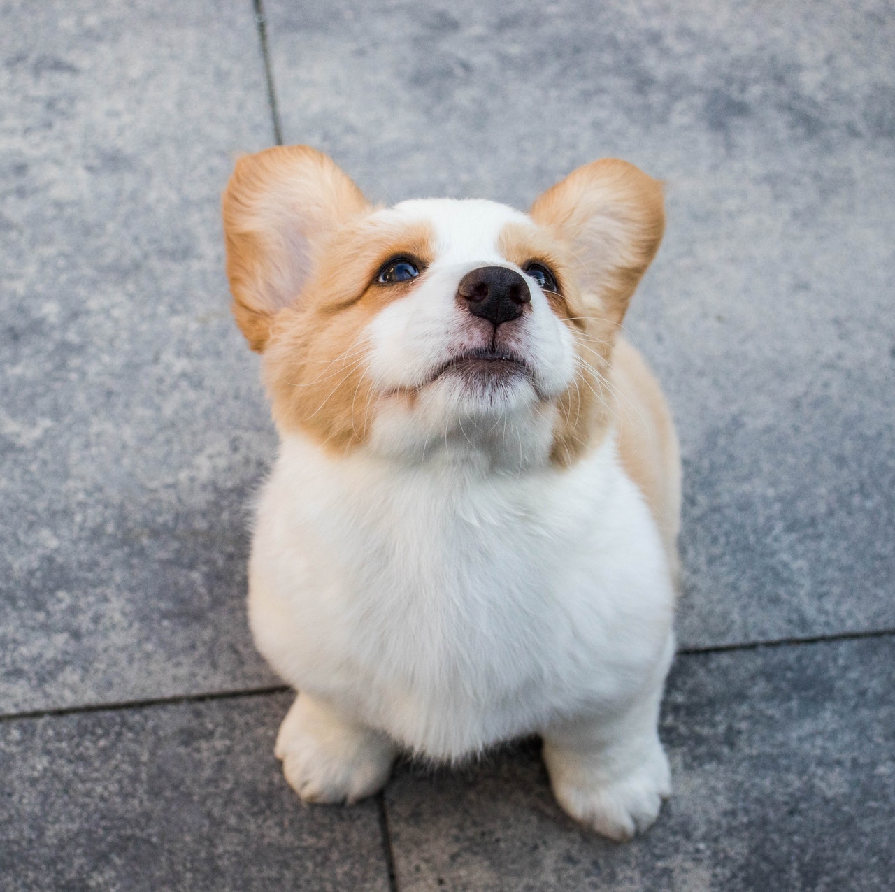 high-angle-photo-of-a-corgi-looking-upwards-2664417.jpg