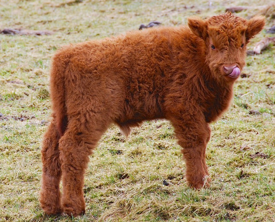 highland-cow-3.jpg