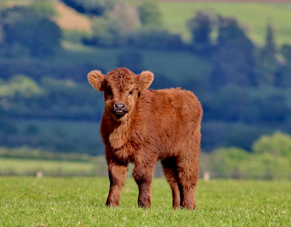 highland-cow-6.jpg