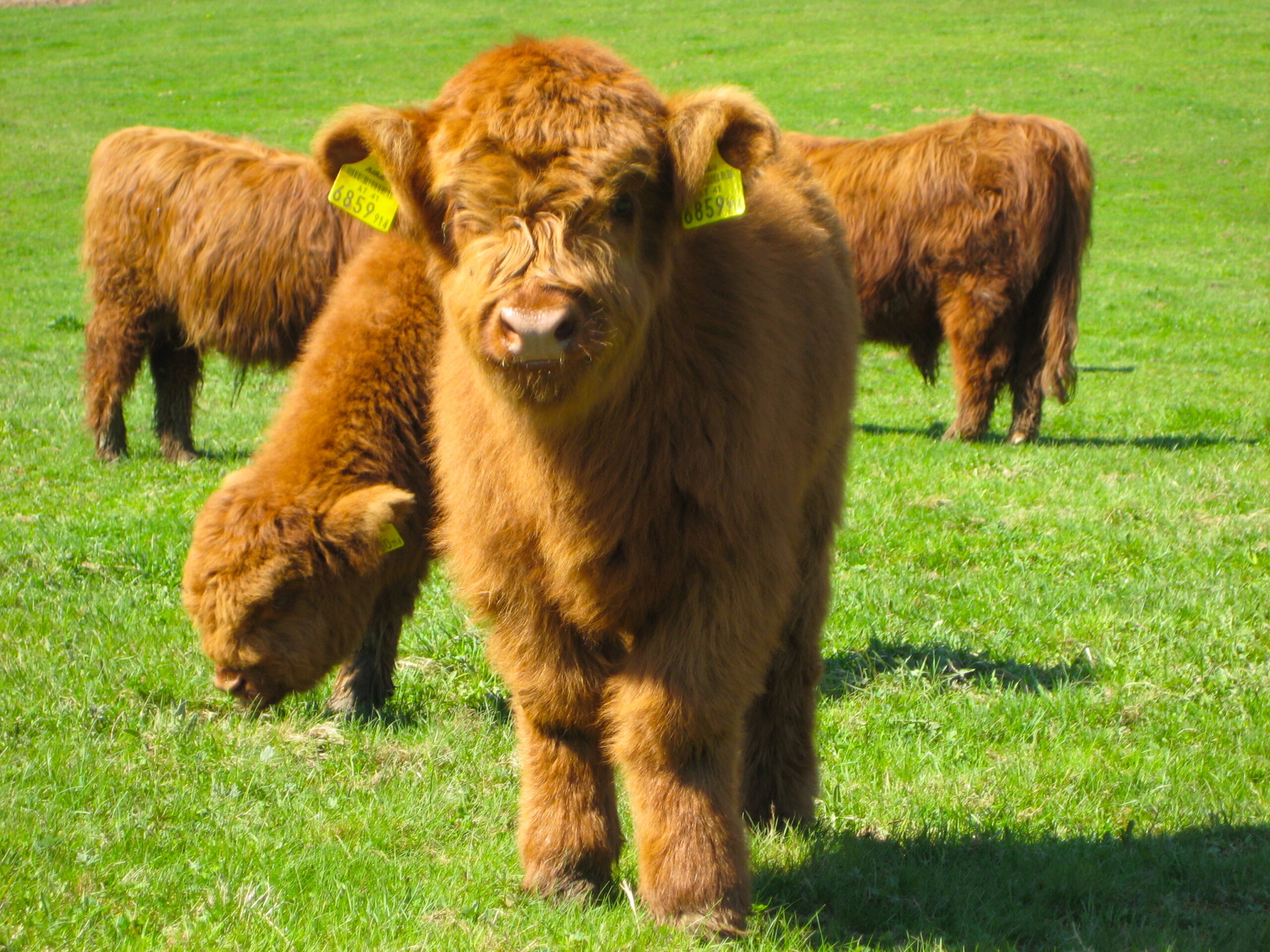 highland-cow-7.jpg