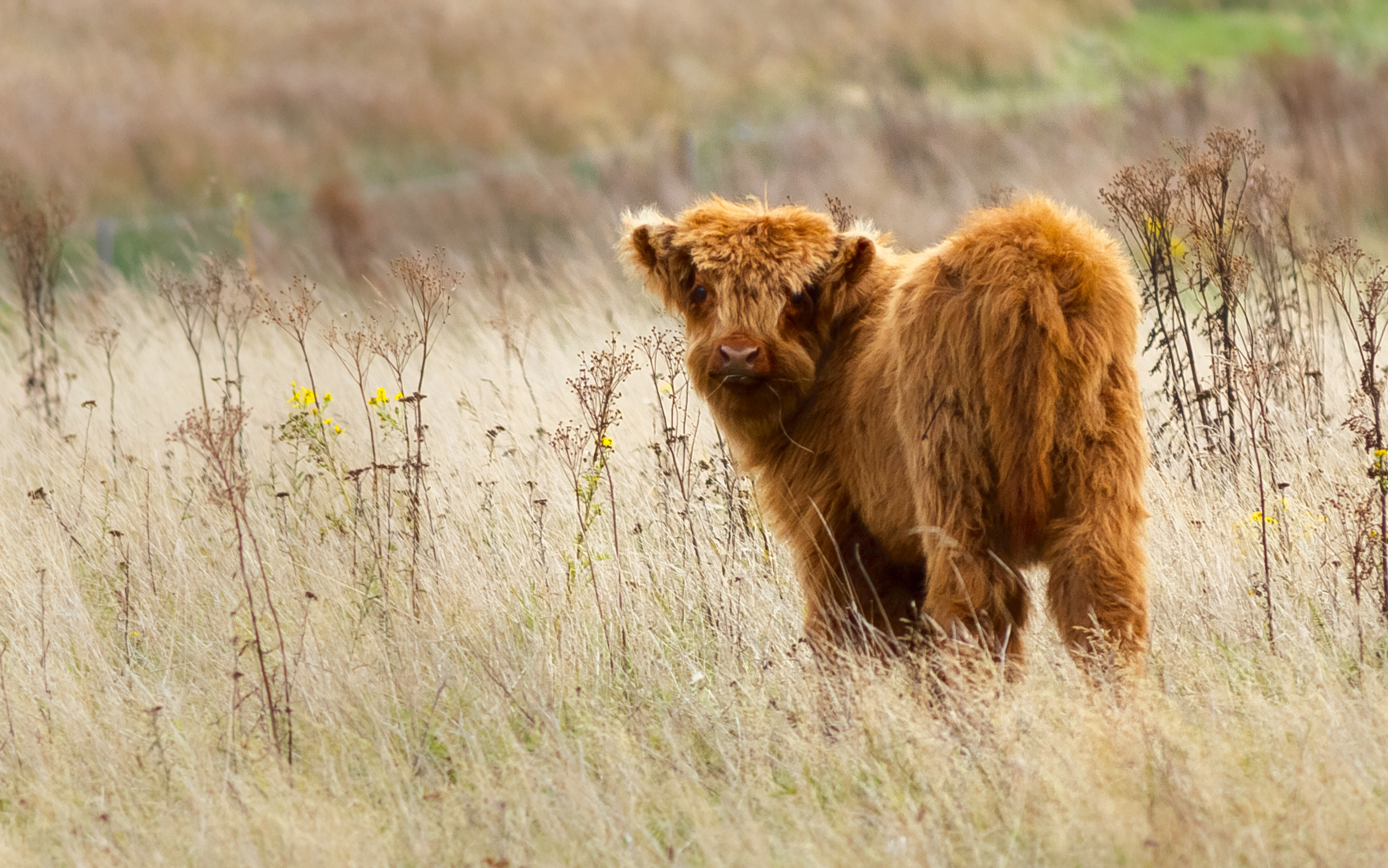 highland-cow-8.jpg