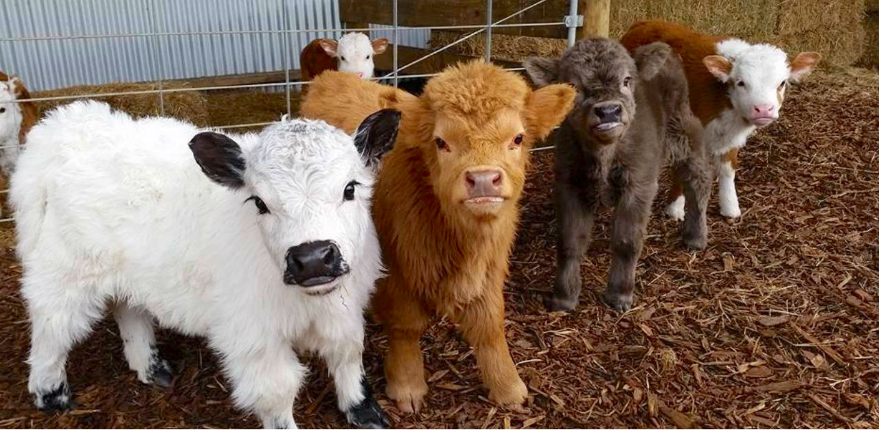 highland cows