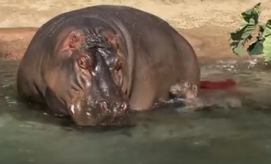 hippo-birth.jpg