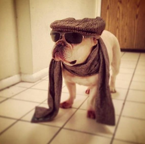 hipster-dog.jpg