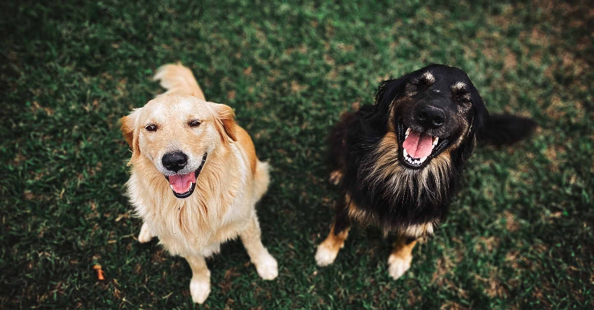 holiday-dog-treats-diy