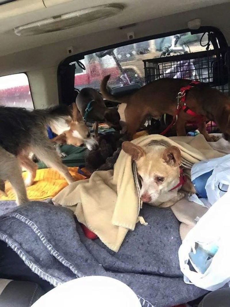 homeless-man-journeys-across-the-country-to-start-a-new-life-with-his-stray-dogs-10-photos-2.jpg