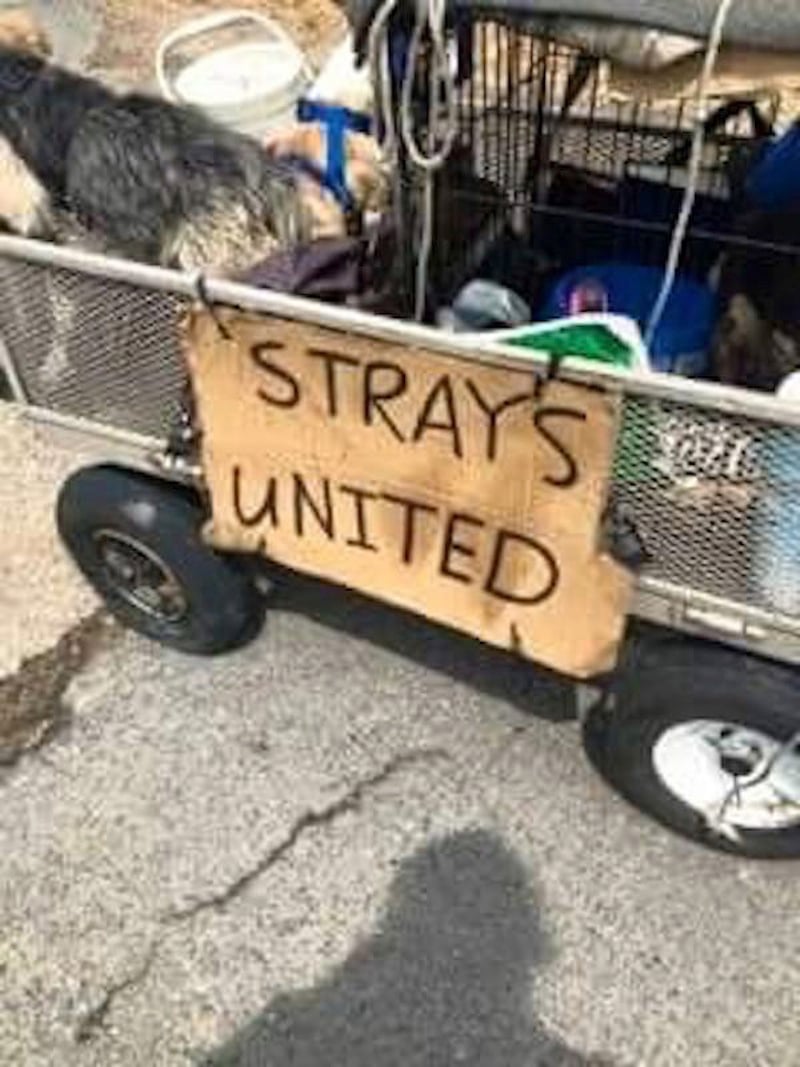 homeless-man-journeys-across-the-country-to-start-a-new-life-with-his-stray-dogs-10-photos-6.jpg