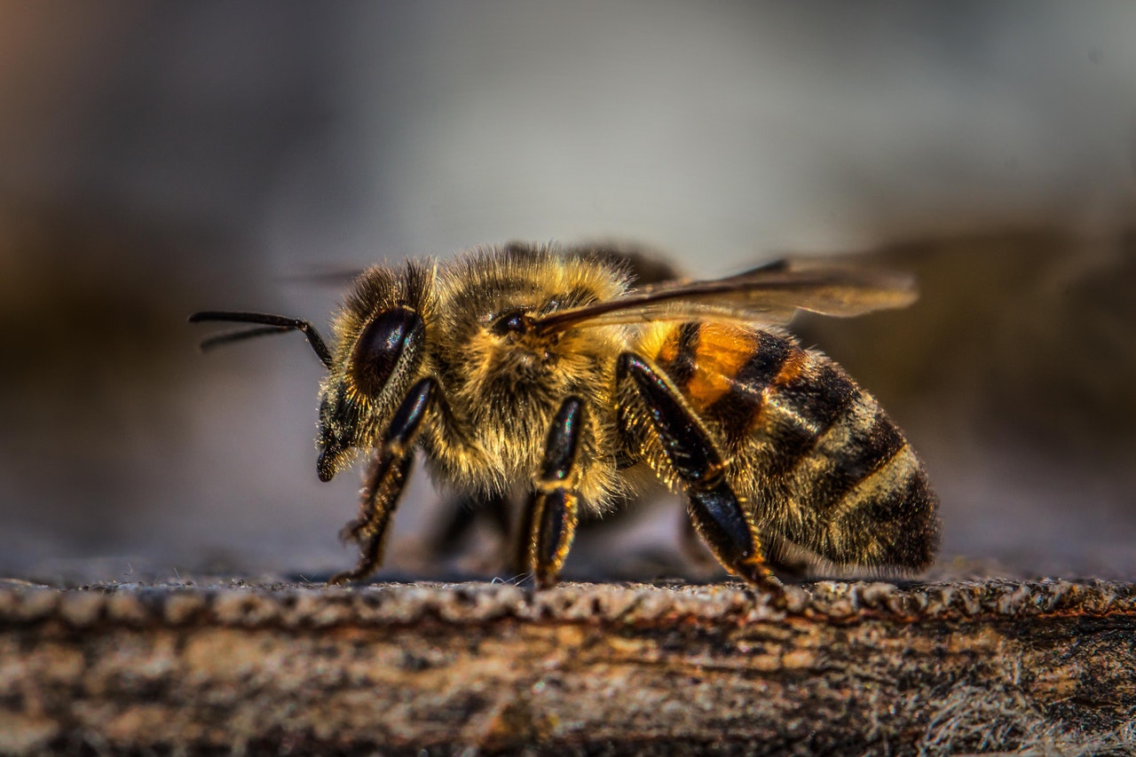 honey-bee-on-wood-1035224.jpg