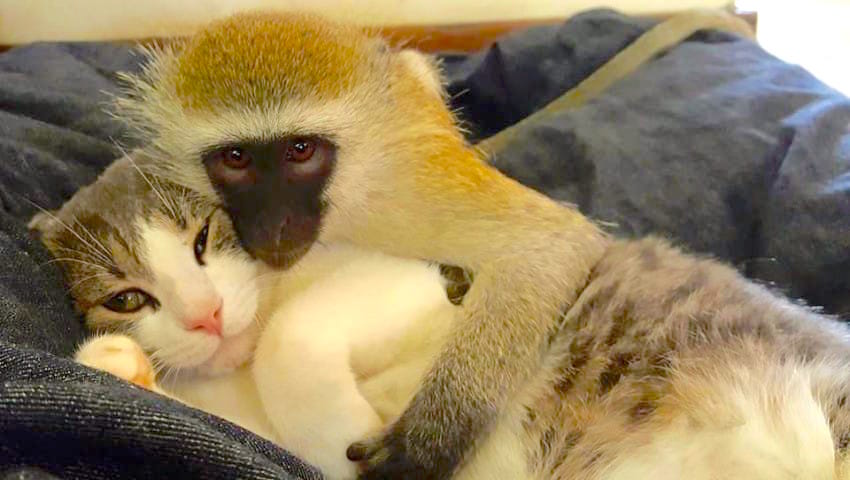 horacemonkey_b-850x480-1.jpg