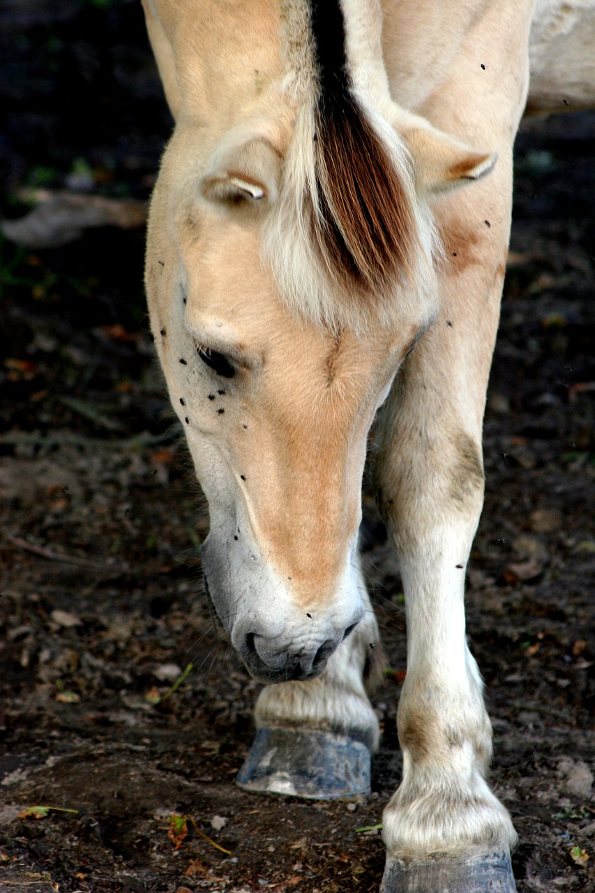 horse-418747_1280.jpg