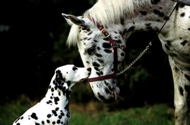 horse-and-hound.jpg