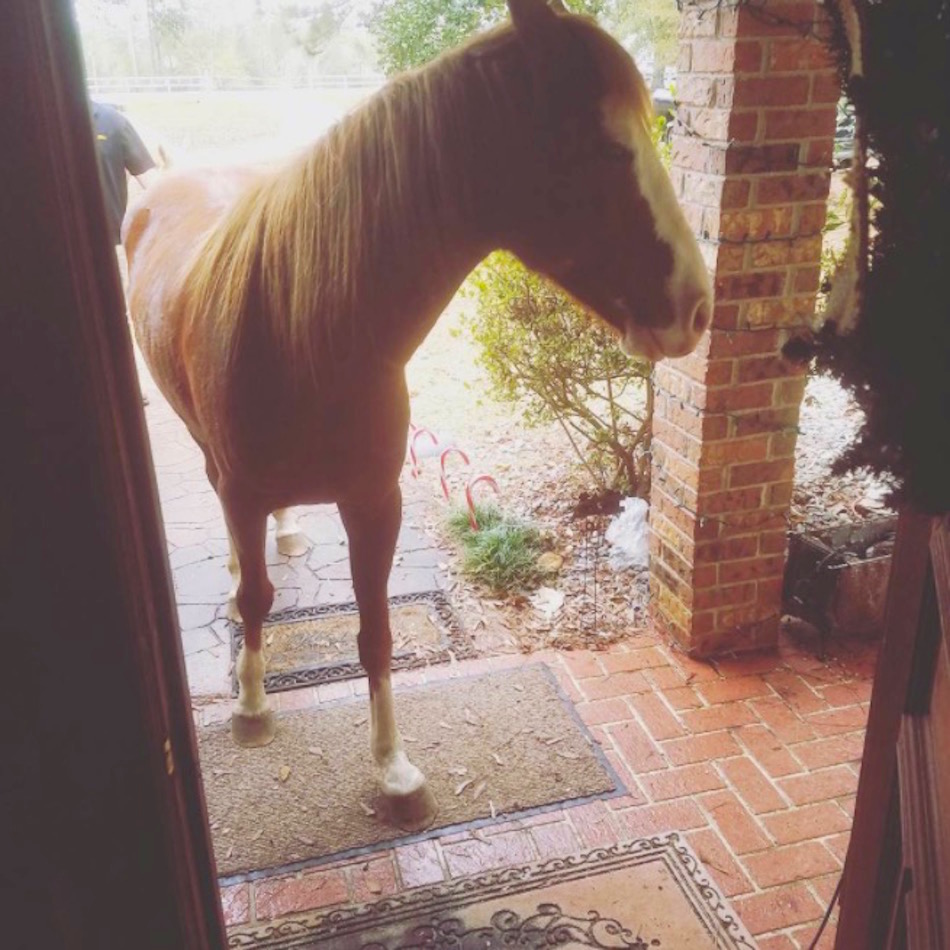 horse-door.jpg