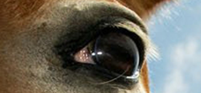 horse-eyes.jpg