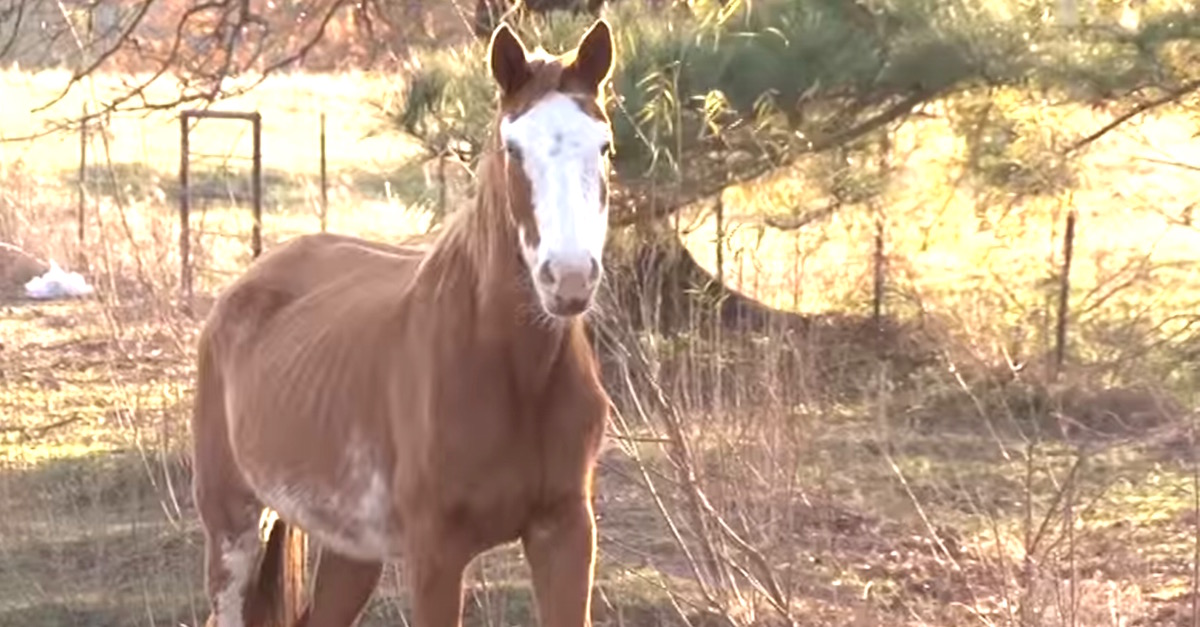 horse rescue