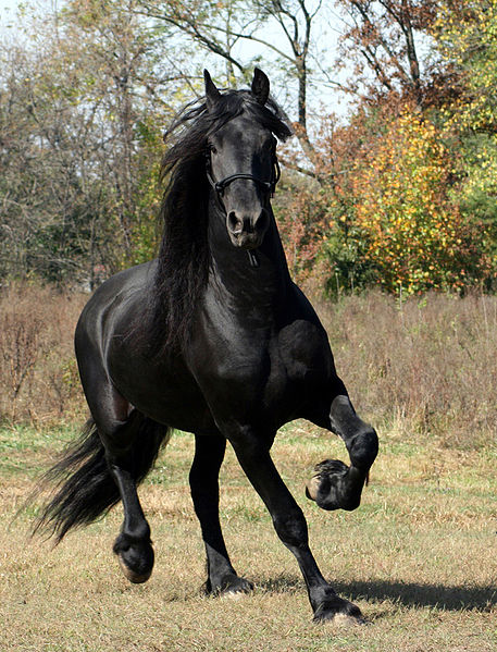 horse111.jpg