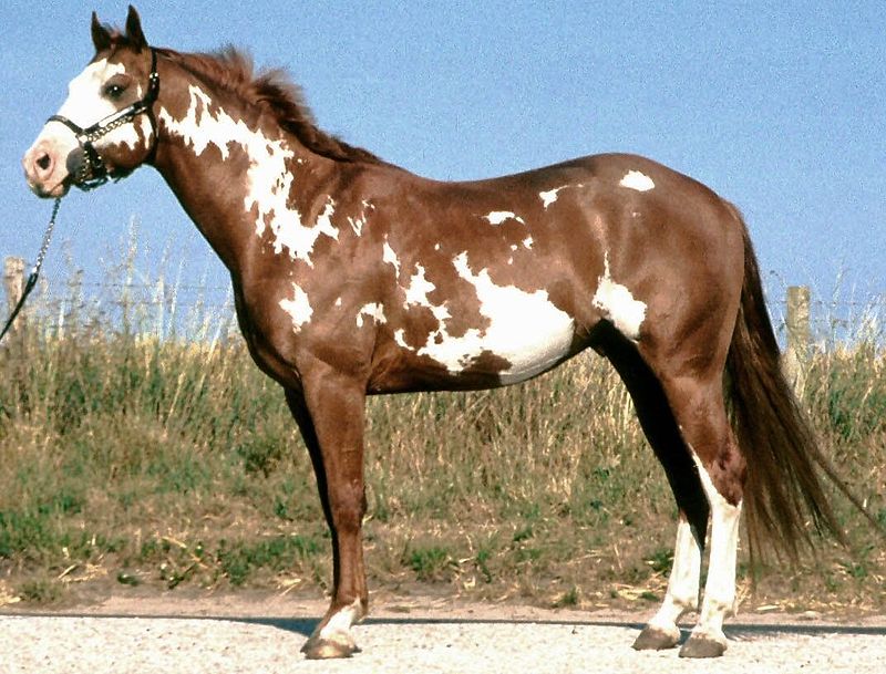 horse14.jpg