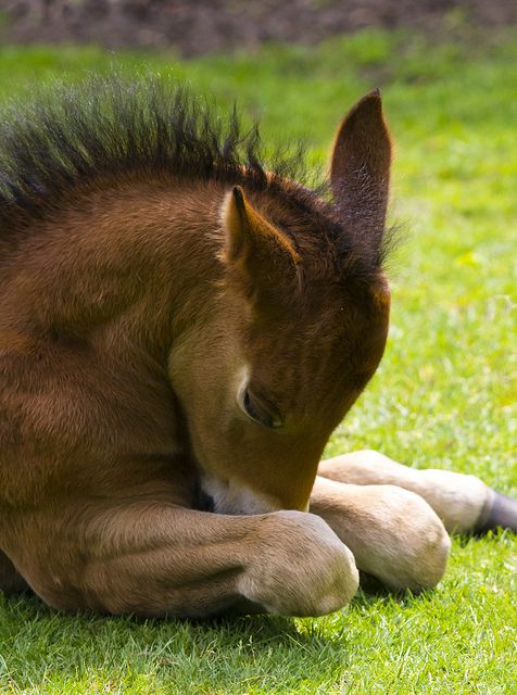 horse2-8.jpg