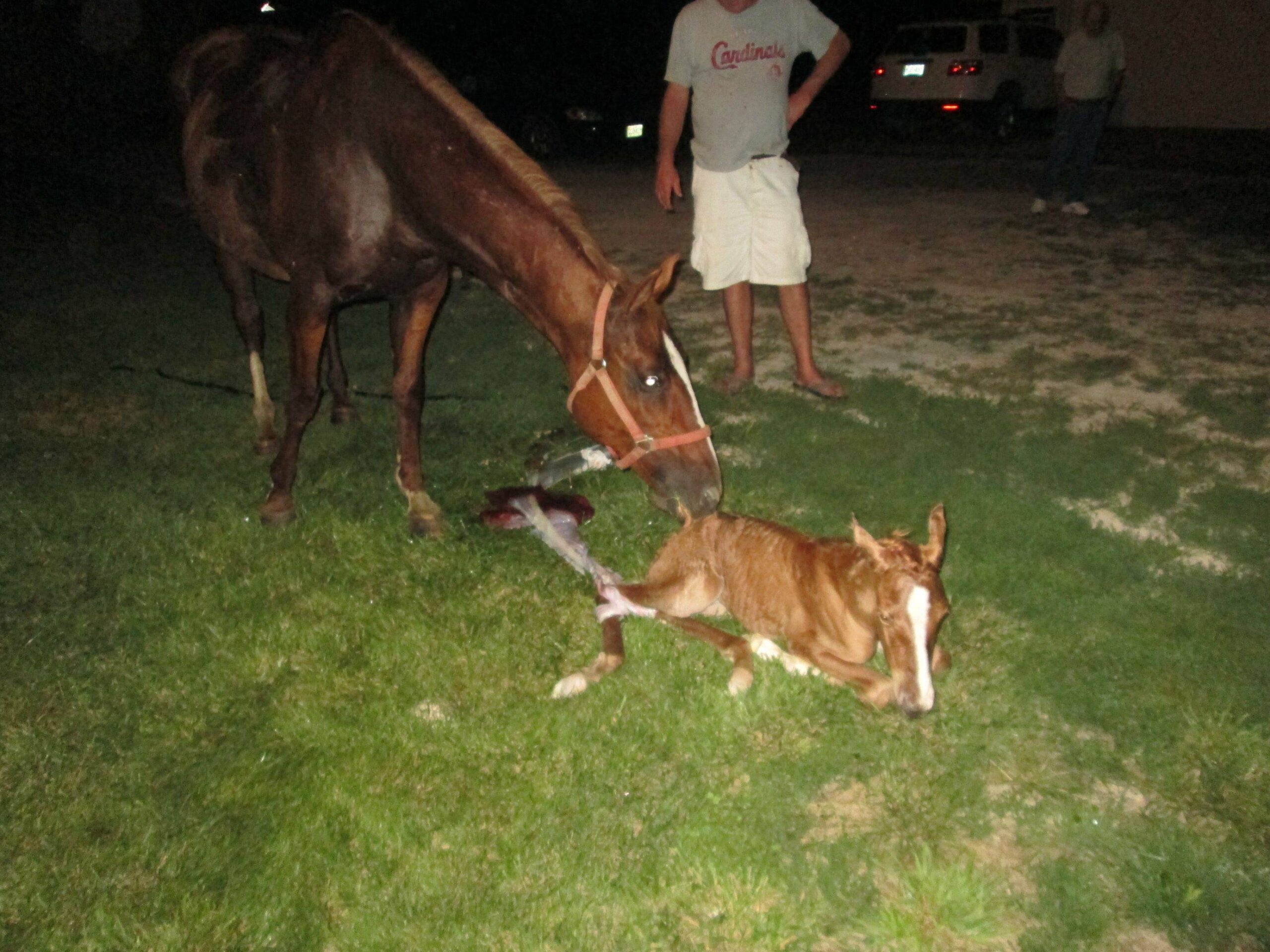 horse3-9.jpg