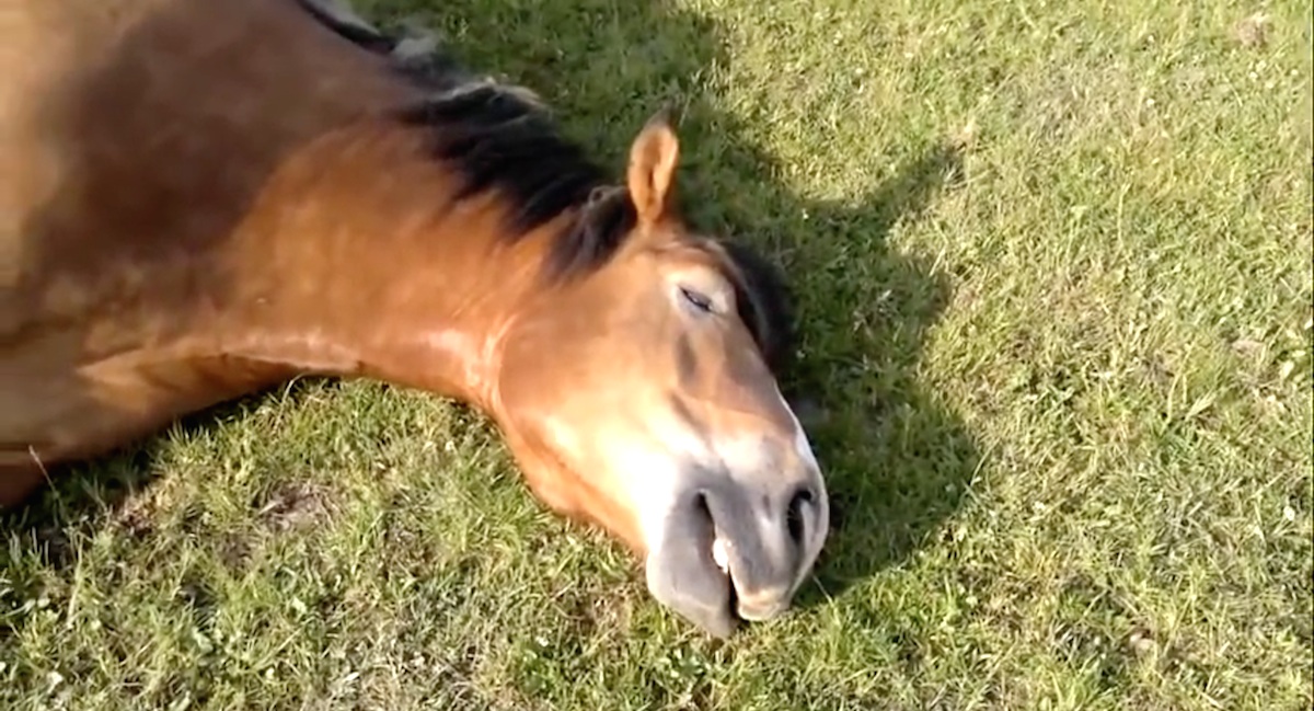 horse4-1.jpg