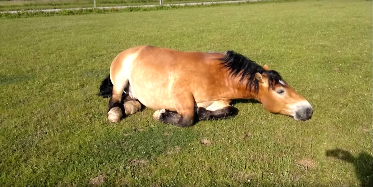 horse5-1.jpg