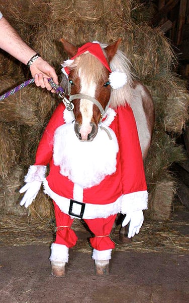 horse_santa.jpg horse_santa.jpg