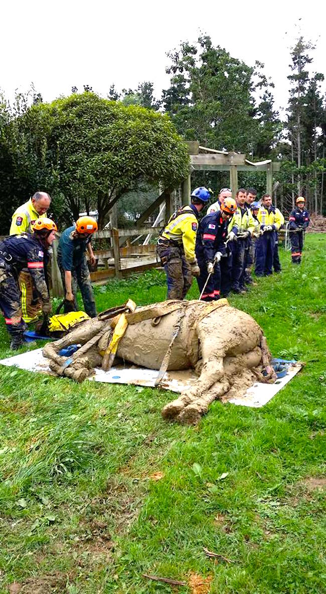 horserescue_b.jpg
