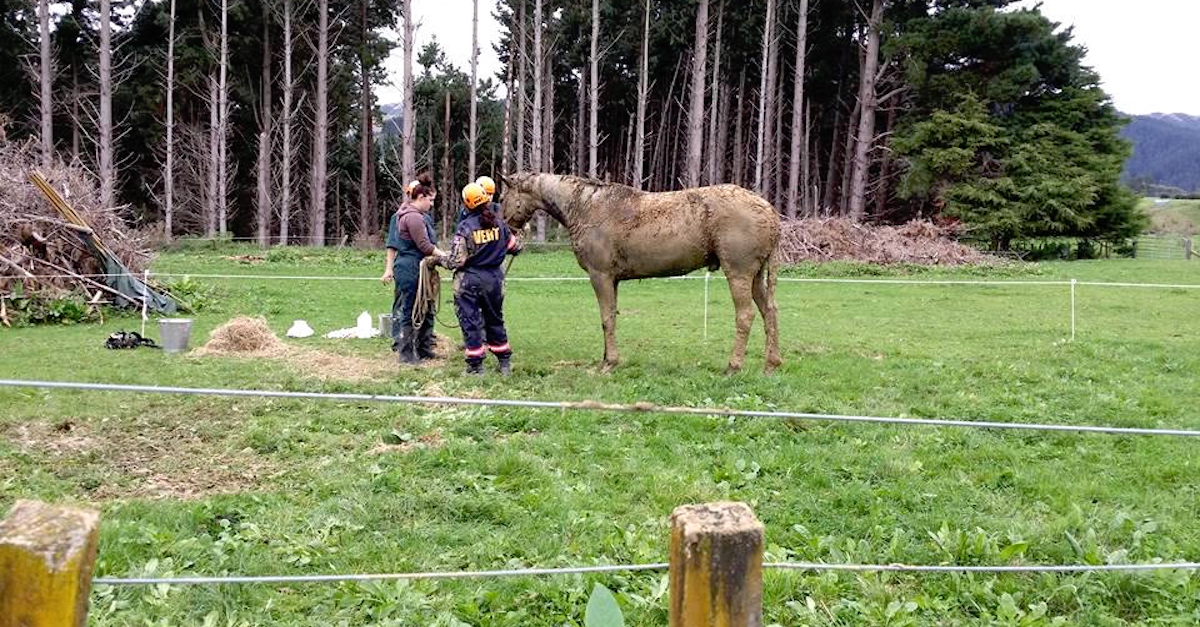 horserescue_thumba.jpg
