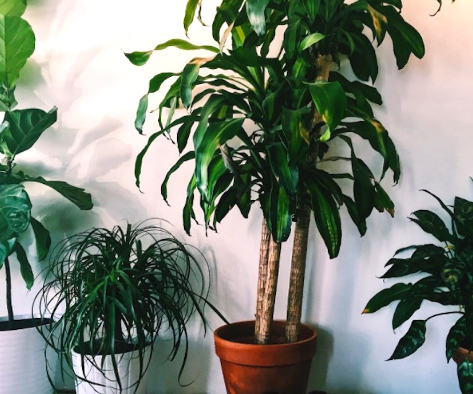 house-plants.jpg