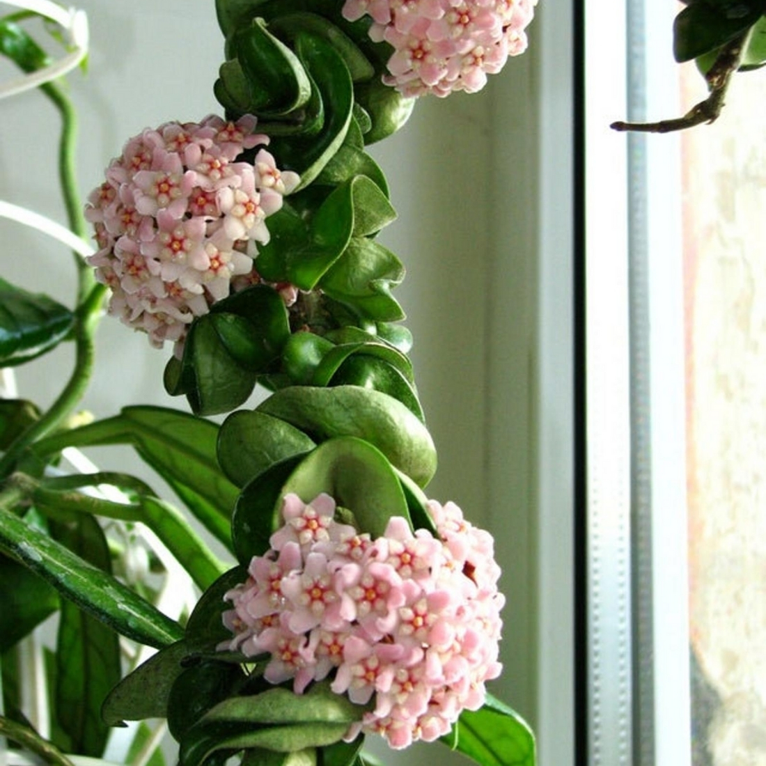 houseplants-spring-7.jpg